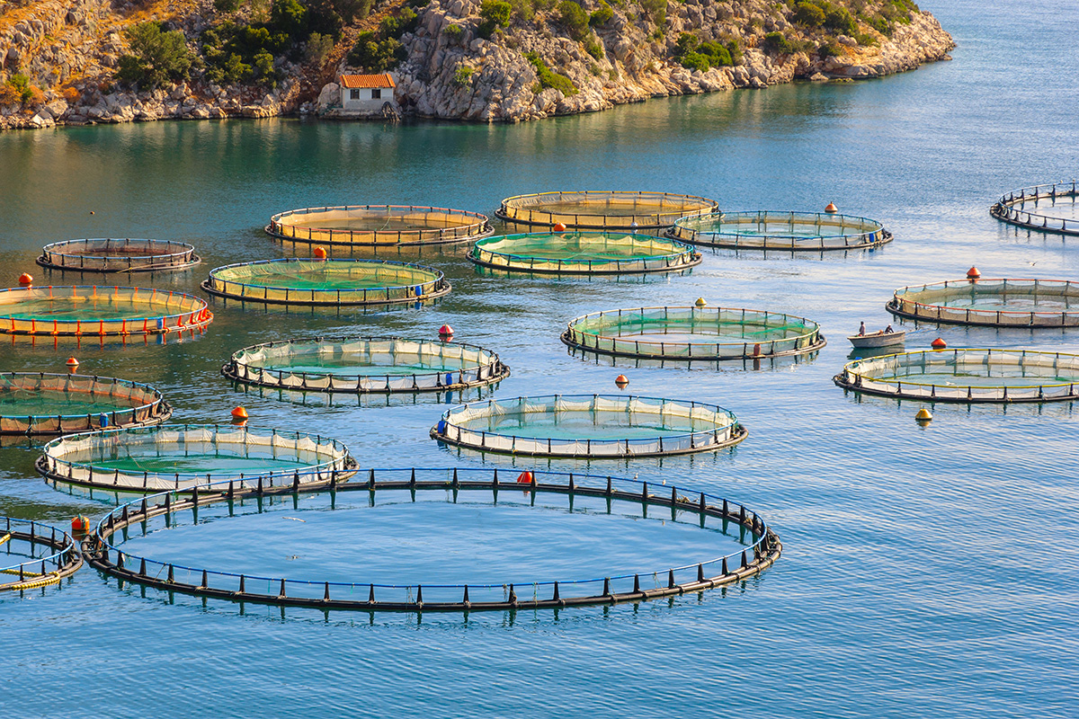 Mariculture
